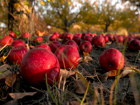 Apple Smorgasbord