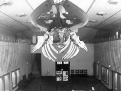 Museum Whale