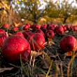 Apple Smorgasbord