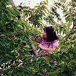 Picking Cherries