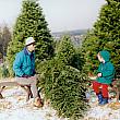 Cutting a Christmas Tree at a Tree Farm