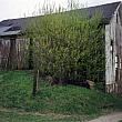 Barn at the Corner of Walker Ave. and 3 Mile Road