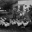 Family Farm with Chickens