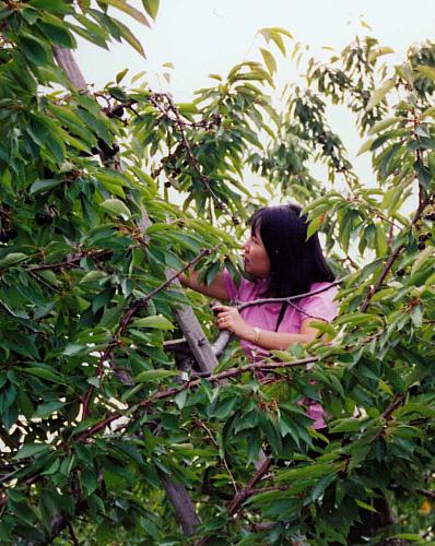 Picking Cherries