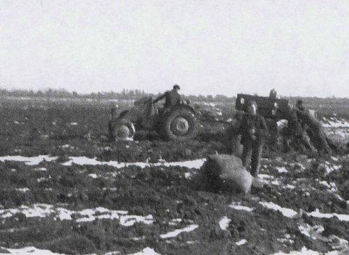 Cabbage Farm in the Netherlands