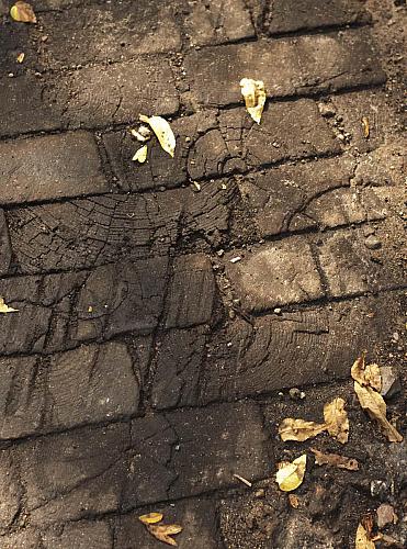 Cedar Paving Blocks on N. Fountain St.