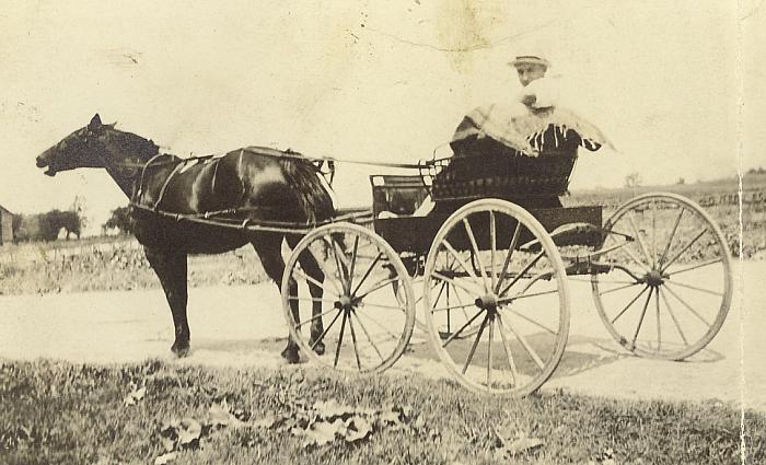 Bob VanHammen Driving a Horse and Carriage